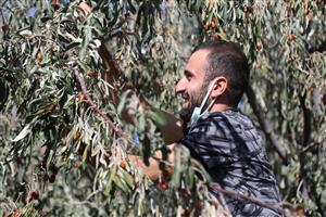 Üç Gün Sürecek ASÜ İğde Hasat Şenliği Başladı